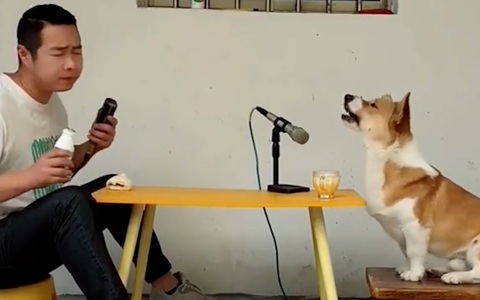 Video hài nhất tuần qua: Chú chó ngồi hát song ca với ông chủ