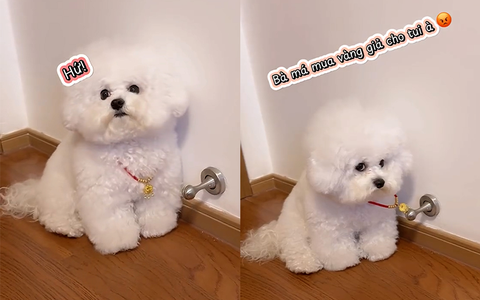 Chú chó giận dỗi khi phát hiện chủ mua vàng giả cho mình đeo