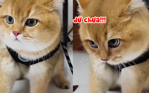 Chú mèo diễn sâu hung dữ siêu đáng yêu