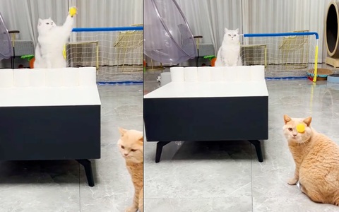 Mèo ‘nổ đom đóm mắt' khi xem đồng bọn đánh bóng bàn