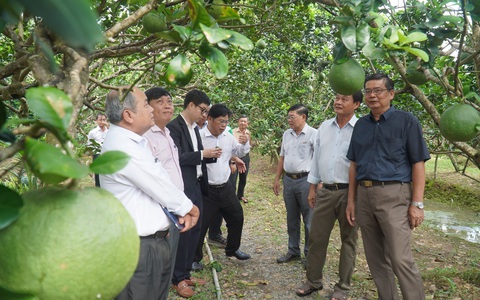 Giá bưởi da xanh tăng trở lại, thương lái vào tận vườn tìm mua