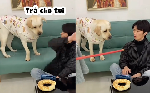 Chú chó mách lẻo cô chủ khi bị ăn hiếp