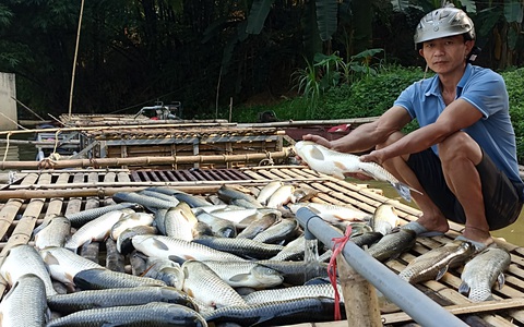 Cá chết hàng loạt trên sông Mã không phải do dịch bệnh
