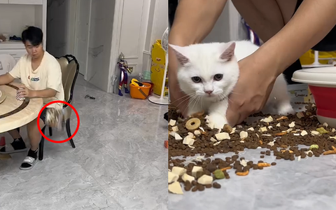 Mèo cạn lời khi bị ông chủ đổ oan