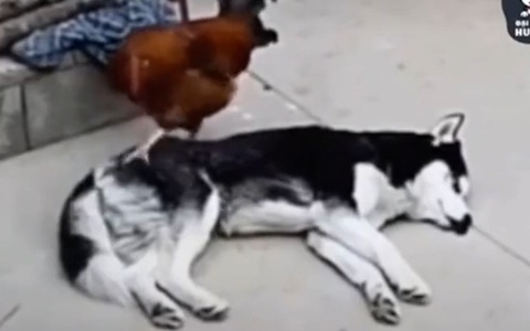 Husky nổi cáu vì gà trống quậy phá không cho ngủ