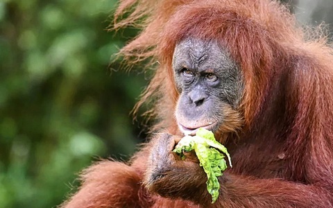 'Ngoại giao đười ươi' của Malaysia