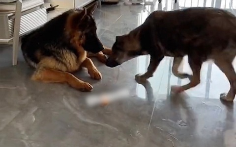 Chú chó thao túng tâm lý đồng bọn để cướp đồ ăn