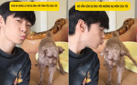 Chú chó dị ứng với nụ hôn của cậu chủ