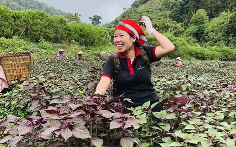 Khởi nghiệp thành công với cây tía tô 'nhờ' dịch COVID-19