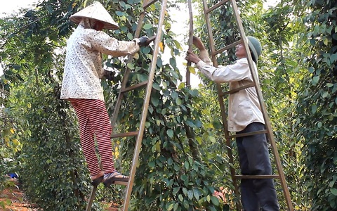 Giá hồ tiêu giảm sốc sau khi lập đỉnh: Điều gì đang xảy ra?