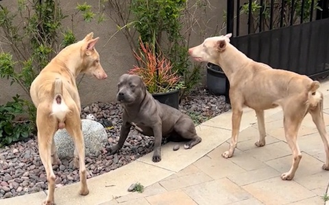 Hai chú chó hết hổ báo vì bắt nạt nhầm pitbull