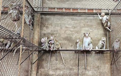 Xuất khẩu khỉ đuôi dài nuôi cho mục đích nghiên cứu từ Việt Nam sang Trung Quốc