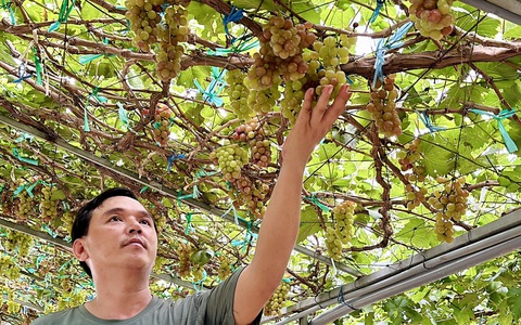 Vườn nho trĩu quả giữa sông Tiền đón khách tham quan miễn phí