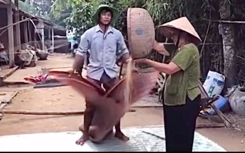 Chàng trai tái hiện màn rê lúa thập niên 80
