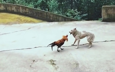 Chú chó chùn chân với gà trống hổ báo