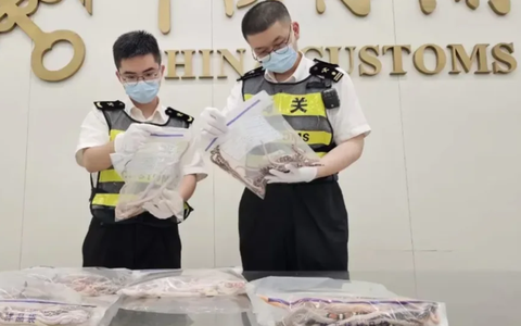 Sởn gai ốc nam du khách giấu trong túi quần hơn 100 con rắn