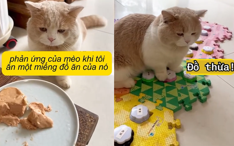 Chú mèo sở hữu khả năng giao tiếp đáng ngạc nhiên