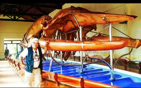 Người phục dựng nhiều bộ xương cá voi khổng lồ