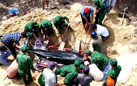 Mai táng cá voi 200kg trôi dạt vào bờ biển Quy Nhơn