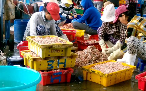Nhộn nhịp mùa đánh bắt tôm biển của ngư dân Khánh Hòa
