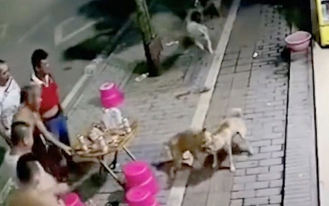 Hai chú chó 'dàn cảnh' đánh nhau làm đổ bàn nhậu