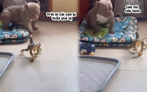 Pitbull bị khủng long nhựa dọa hú hồn hú vía