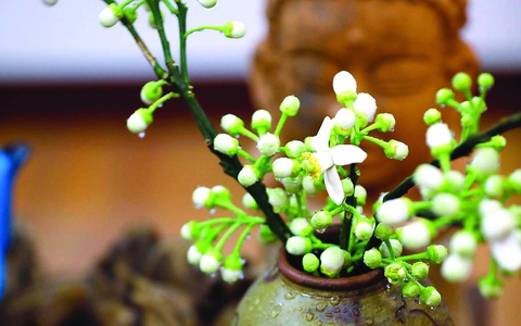 Tạp văn của Đỗ Phấn: Tao nhã