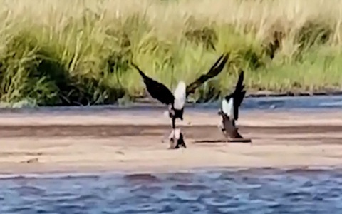 Ngỗng mẹ đánh nhau với đại bàng để cứu con
