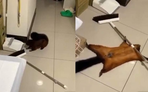 Con sóc nghịch ngợm tạo hiện trường giả để không bị sen mắng