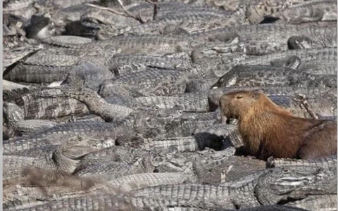 Tại sao giới trẻ mê đứ đừ Capybara?