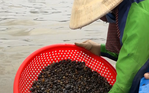 Nhộn nhịp nghề cào hến mùa nước nổi
