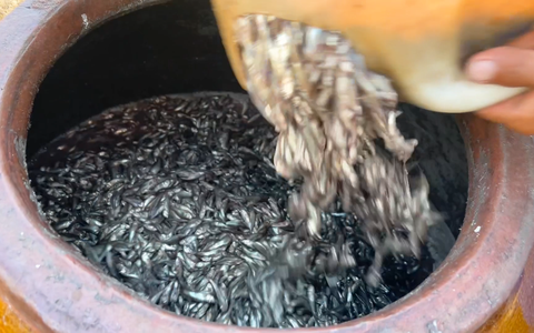 Bà con đầu nguồn miền Tây vào mùa ủ mắm cá linh