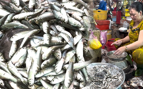 Cá linh về chợ nhiều hơn, giá giảm còn 150.000 đồng/kg