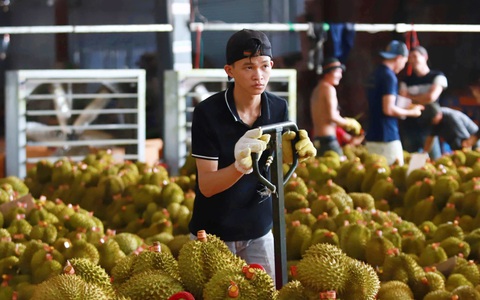 Thương lái bỏ cọc sầu riêng: Do trời hay do người?