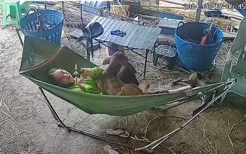 Bò con leo lên võng nằm với cô chủ như em bé