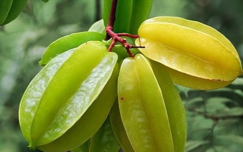 Trái khế là 'vàng mười' cho sức khỏe, dùng chữa bệnh thế nào là đúng?