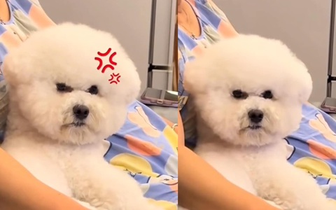 Chú chó nổi cáu khi bị cô chủ mách lẻo