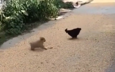 Chó con bỏ chạy trối chết khi rủ gà trống đánh nhau