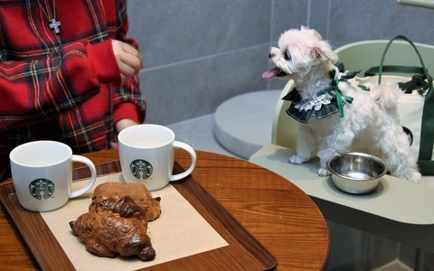 Tranh cãi việc thú cưng là 'thượng đế' ở nhà hàng, khách sạn Hàn Quốc