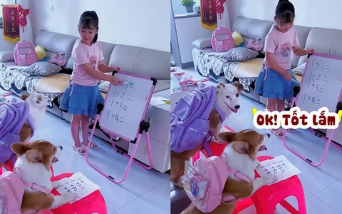 Cô chủ dạy chó cưng làm toán siêu ngầu