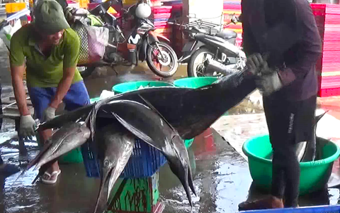 Cá cờ 'khủng' mang lại niềm vui lớn cho ngư dân, giá 200.000 đồng/kg