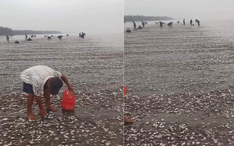 Ngao dạt trắng bãi biển sau bão, dân đổ xô đi nhặt 'lộc trời'
