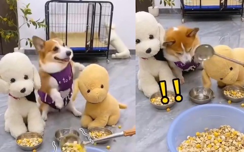 Chú chó giận dỗi bỏ vào chuồng khi sen chia đồ ăn thiên vị