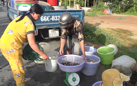 Sản vật mùa nước nổi tăng dần theo con nước, thương lái dùng xe tải đi thu gom