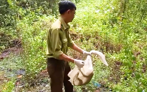 Năm con khỉ bị săn bắt trái phép, được thả về lại rừng phòng hộ Cần Giờ