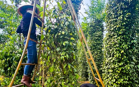Giá hồ tiêu bật tăng trở lại, chạm mốc 164.000 đồng/kg