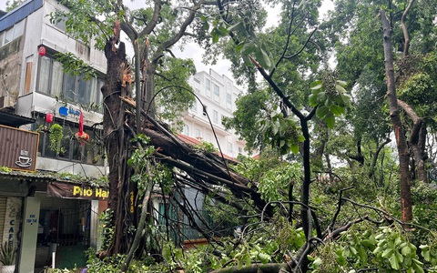 TP.HCM cử lực lượng cây xanh, cấp nước, chiếu sáng, điện lực hỗ trợ các tỉnh phía Bắc
