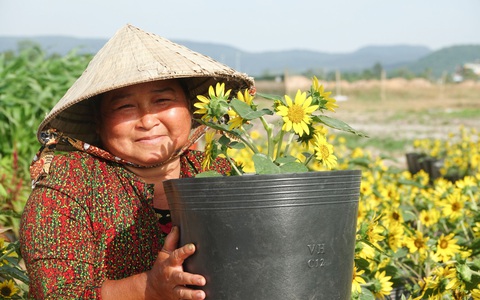 Dân trồng hoa Tết ở Phú Quốc phấn khởi khi được khách đặt mua sớm