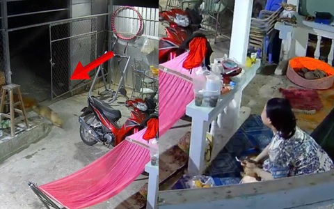 Cả nhà sung sướng khi chó cưng đi lạc 1 tháng tìm về nhà