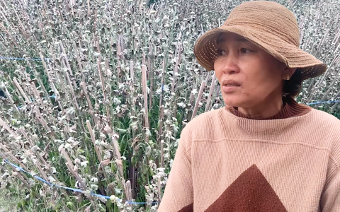 Xác minh vụ 310 chậu hoa cúc Tết chết bất thường sau 2 ngày sau phun thuốc
